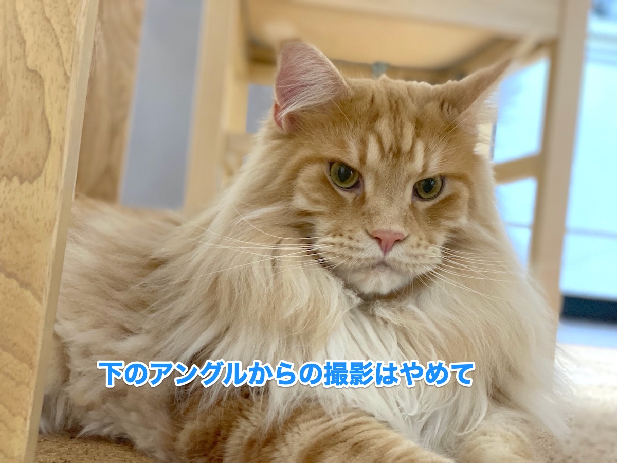 f:id:chikojirou:20200726164959j:plain