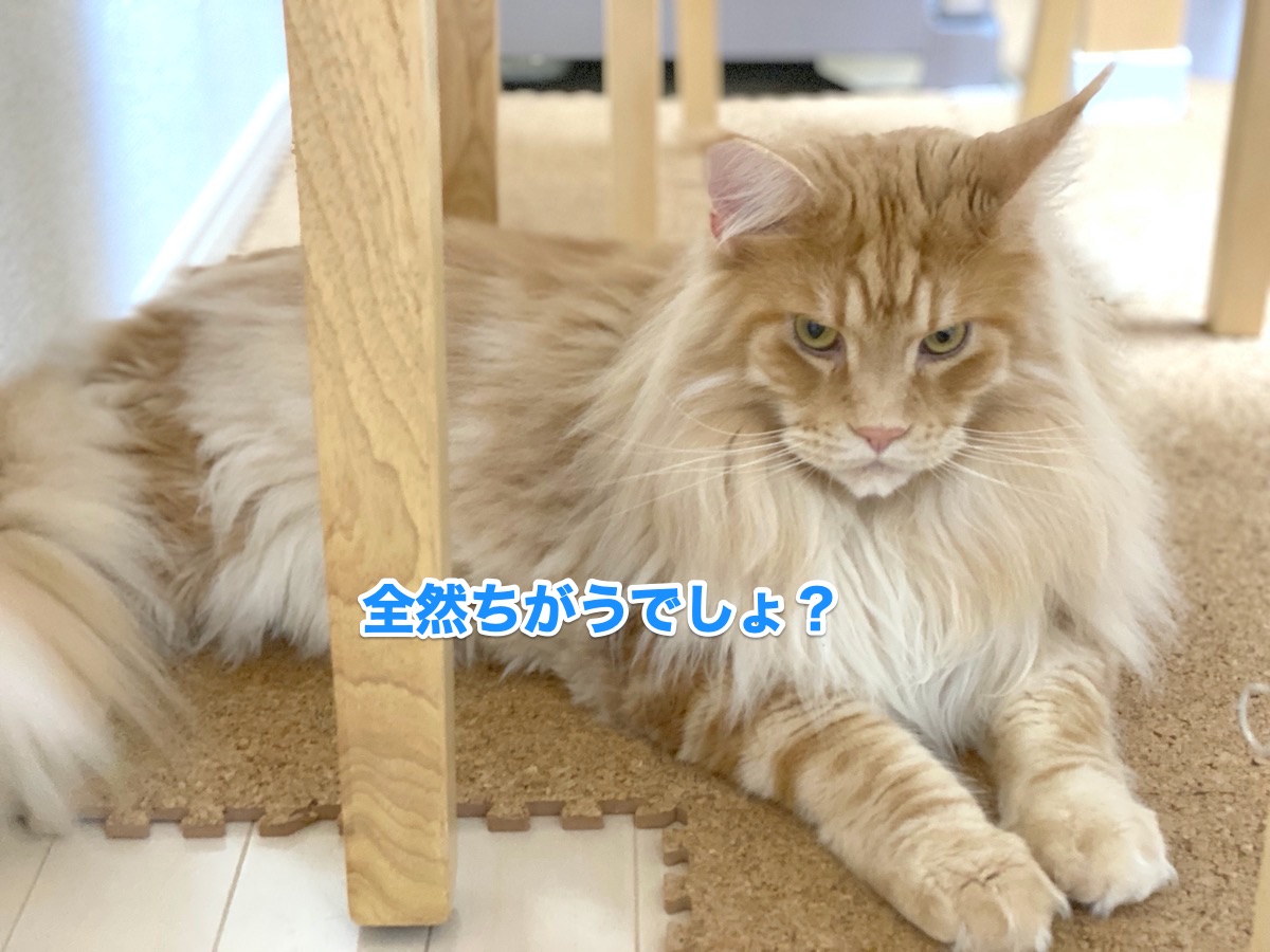 f:id:chikojirou:20200726165006j:plain