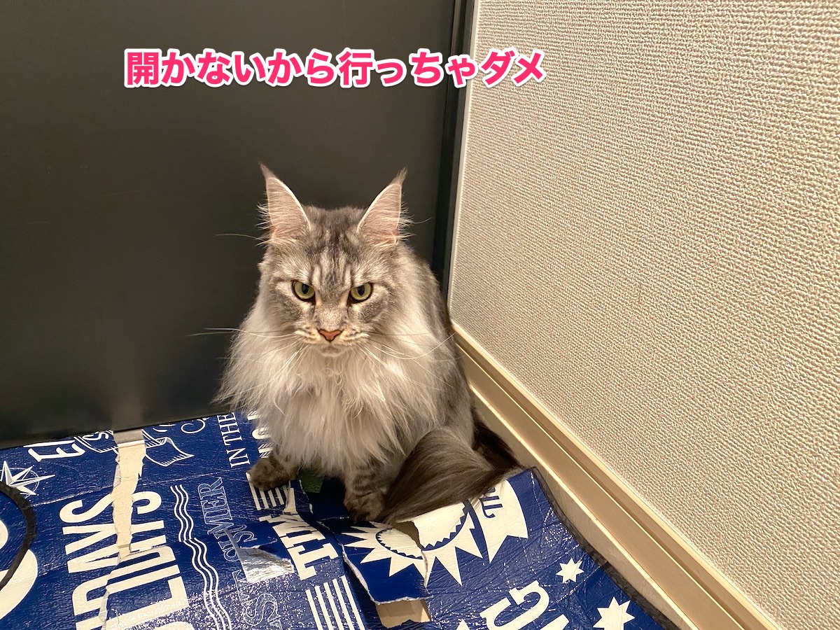 f:id:chikojirou:20200727203404j:plain