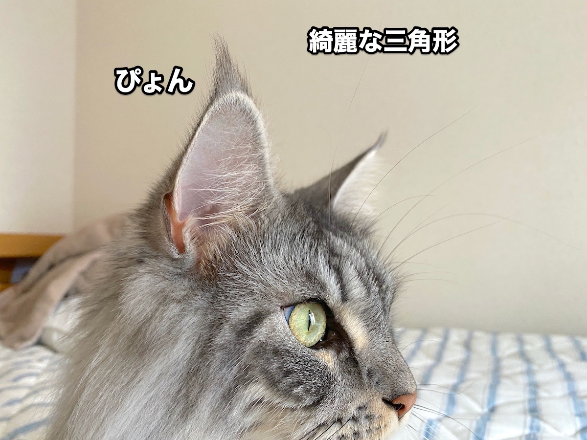 f:id:chikojirou:20200727203427j:plain