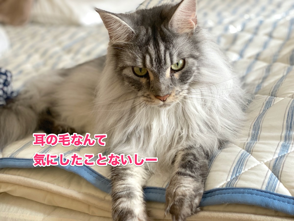 f:id:chikojirou:20200727203431j:plain