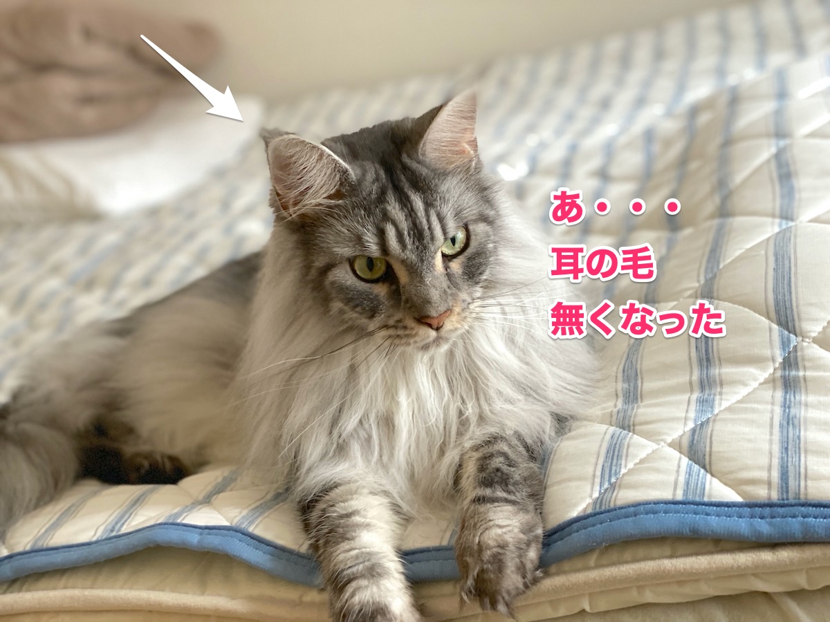 f:id:chikojirou:20200727203434j:plain