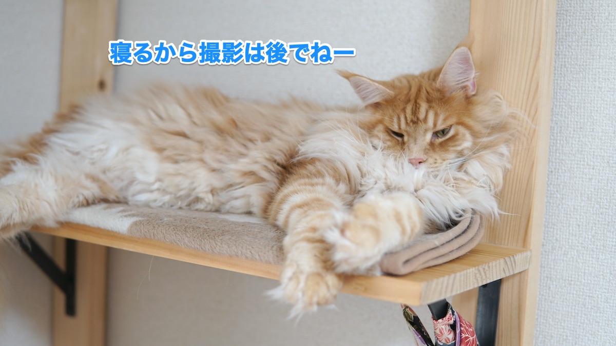 f:id:chikojirou:20200728200047j:plain f:id:chikojirou:20200728200047j:plain