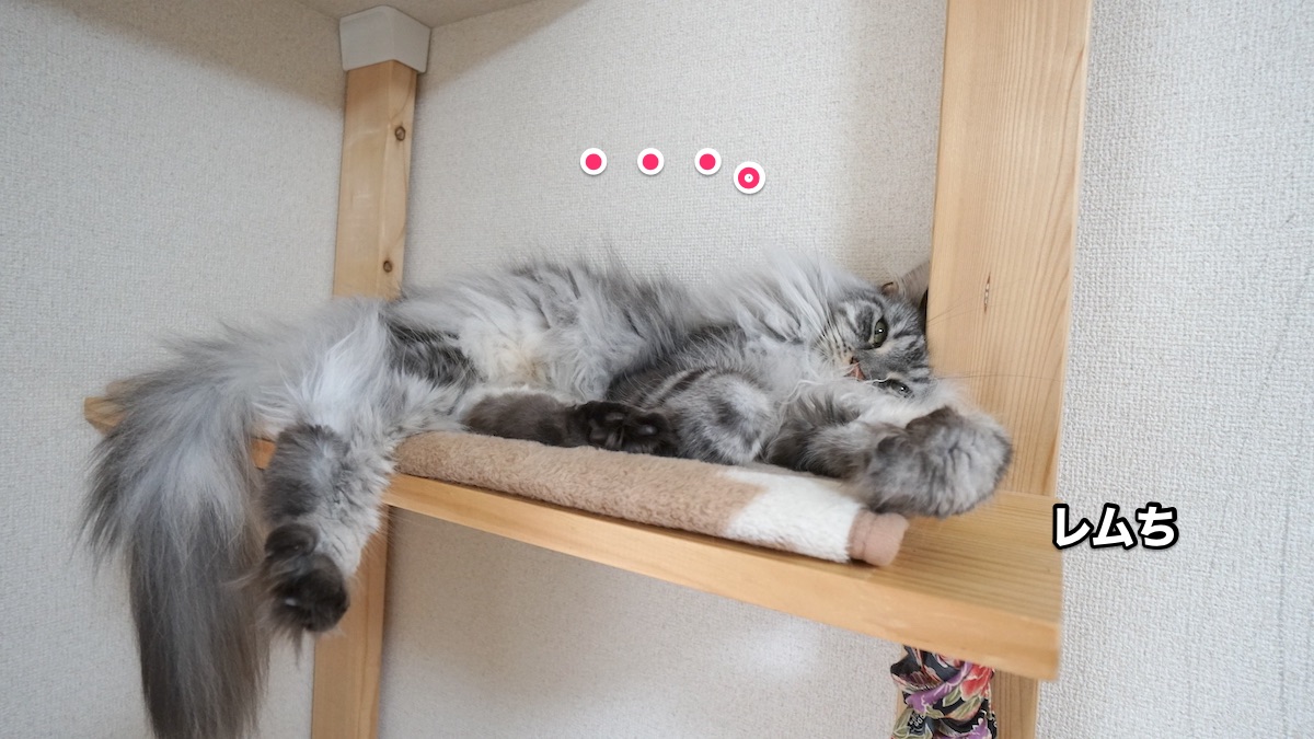 f:id:chikojirou:20200728200050j:plain f:id:chikojirou:20200728200050j:plain