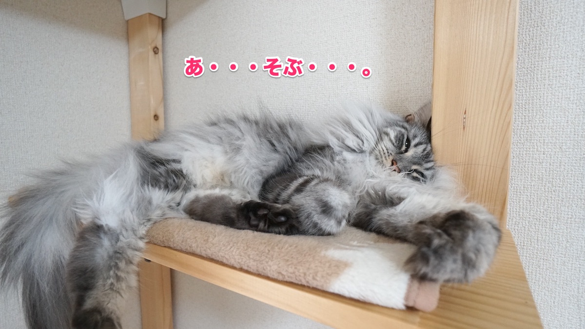 f:id:chikojirou:20200728200053j:plain f:id:chikojirou:20200728200053j:plain