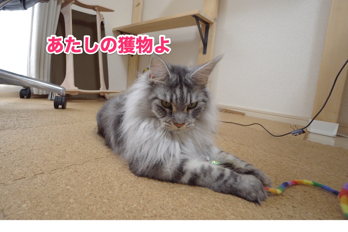 f:id:chikojirou:20200728200057j:plain f:id:chikojirou:20200728200057j:plain