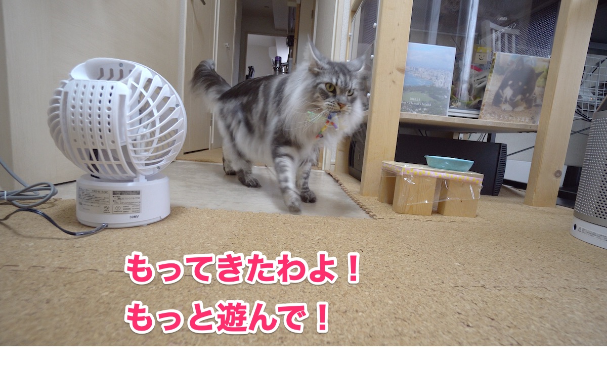 f:id:chikojirou:20200728200110j:plain f:id:chikojirou:20200728200110j:plain