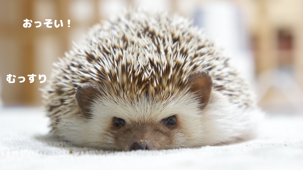 f:id:chikojirou:20200731121424j:plain