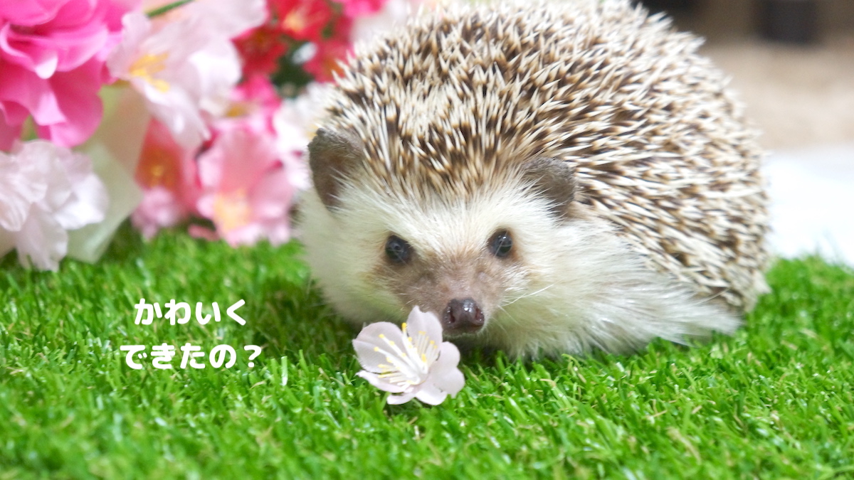 f:id:chikojirou:20200731121610j:plain