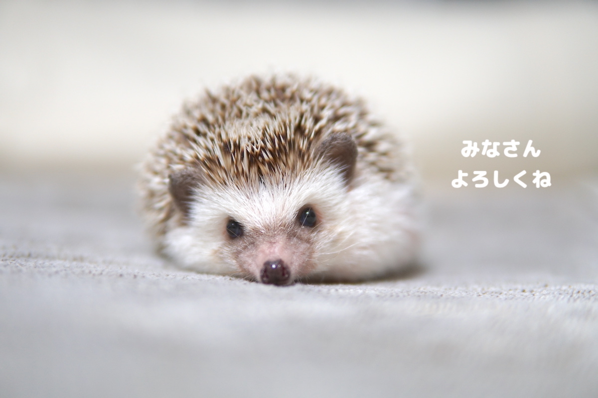 f:id:chikojirou:20200731121708j:plain