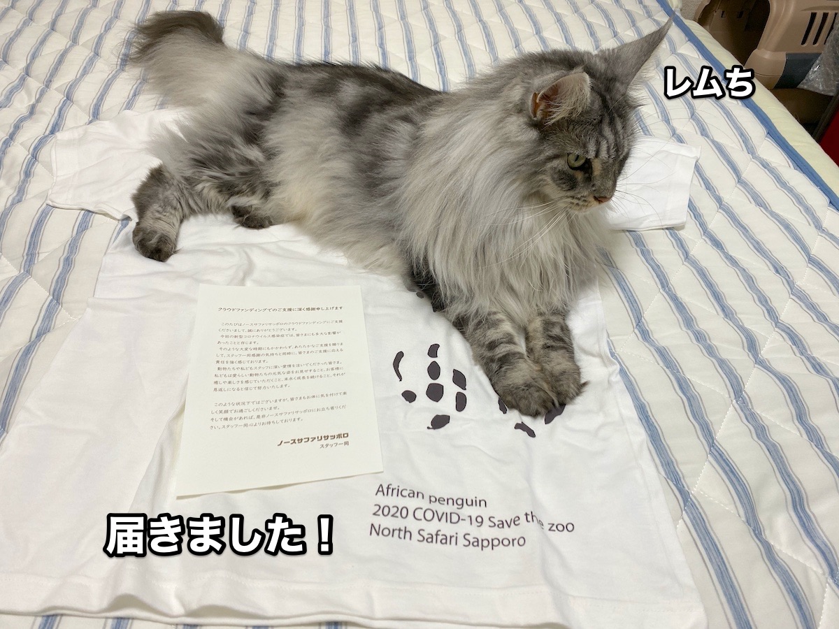 f:id:chikojirou:20200731202223j:plain