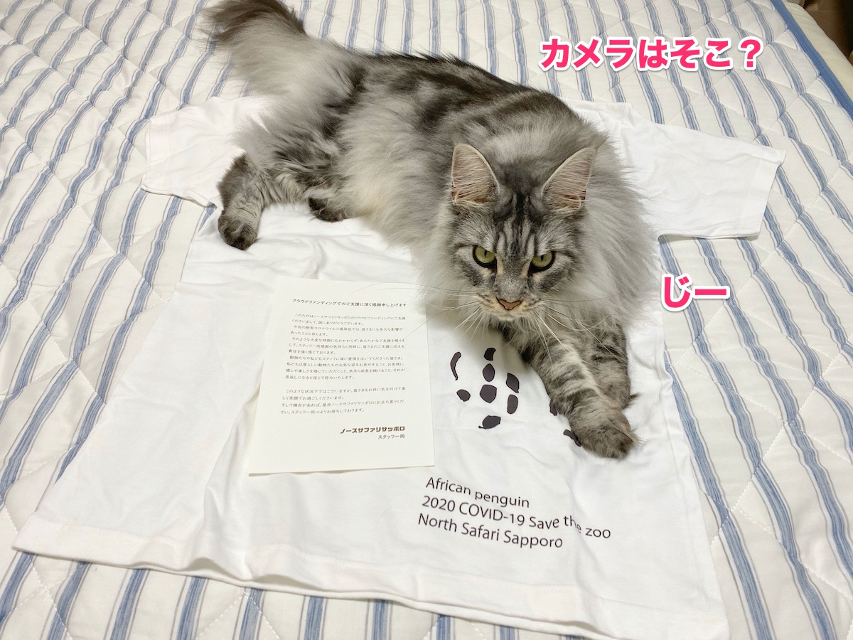 f:id:chikojirou:20200731202228j:plain