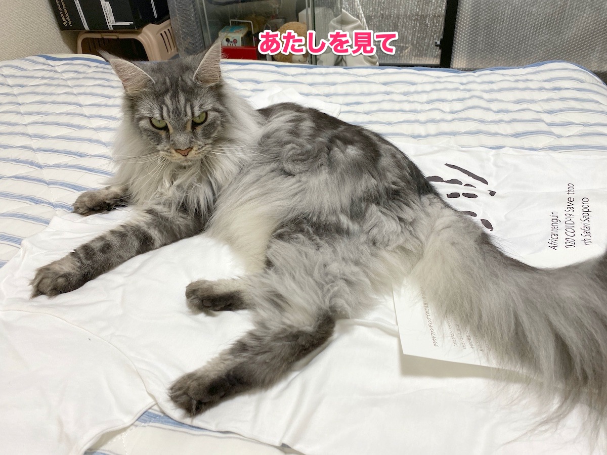 f:id:chikojirou:20200731202232j:plain