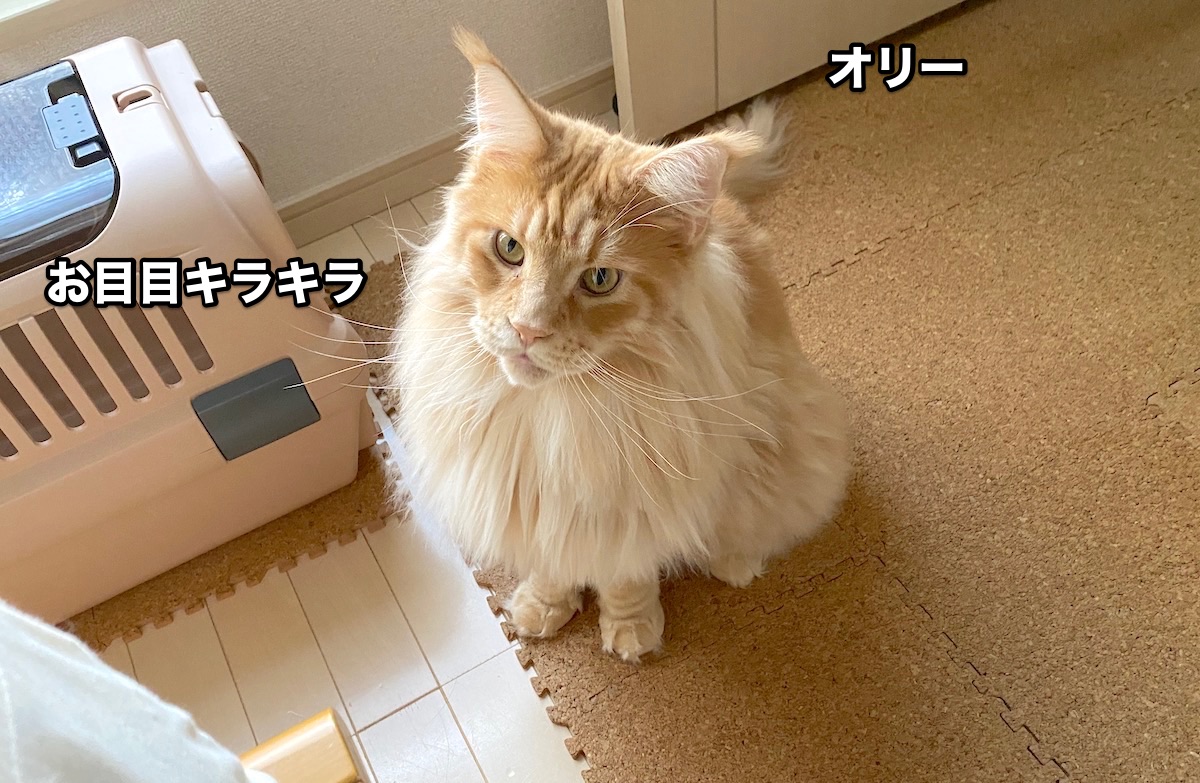 f:id:chikojirou:20200801205910j:plain