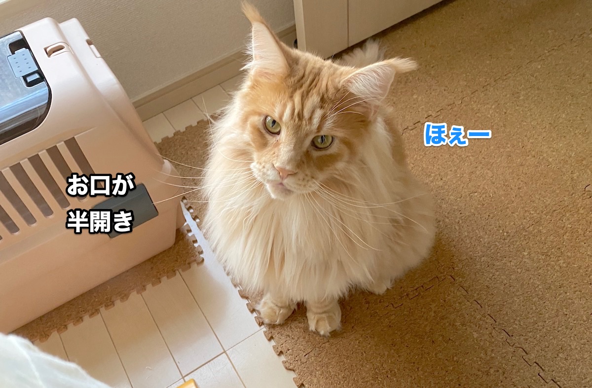 f:id:chikojirou:20200801205913j:plain