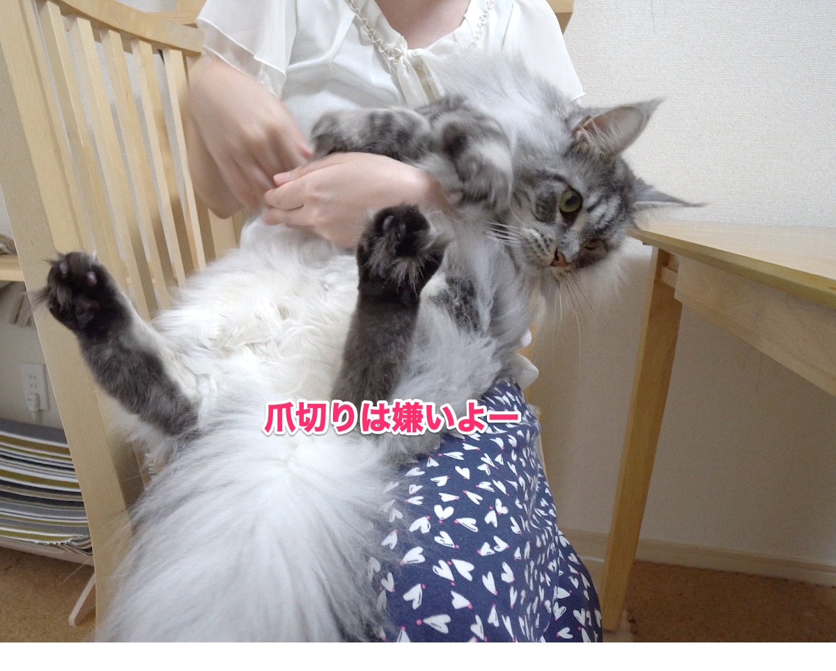 f:id:chikojirou:20200801205931j:plain