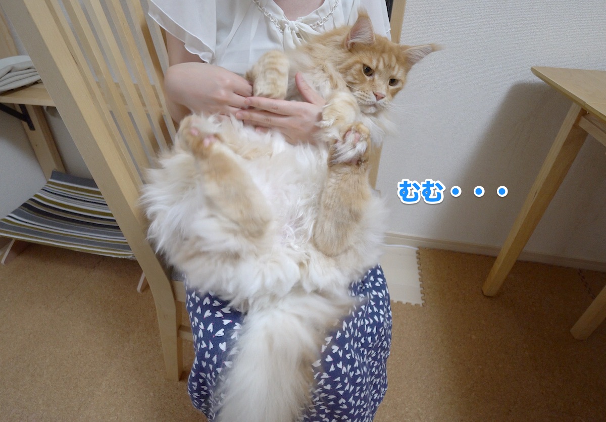 f:id:chikojirou:20200801205938j:plain