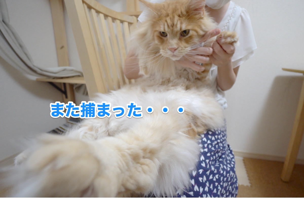 f:id:chikojirou:20200801205946j:plain