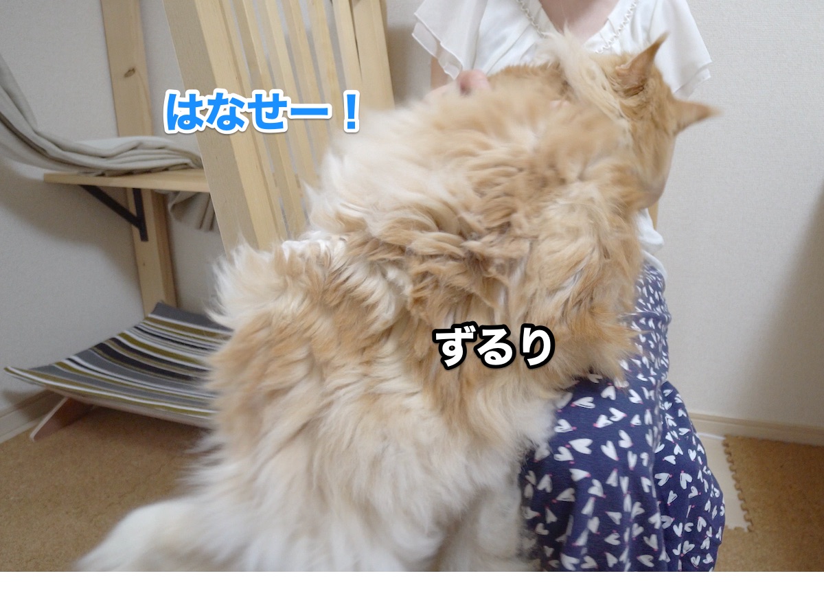 f:id:chikojirou:20200801211135j:plain