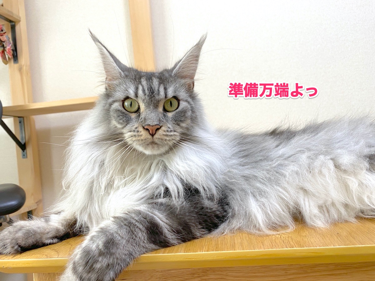 f:id:chikojirou:20200804204657j:plain