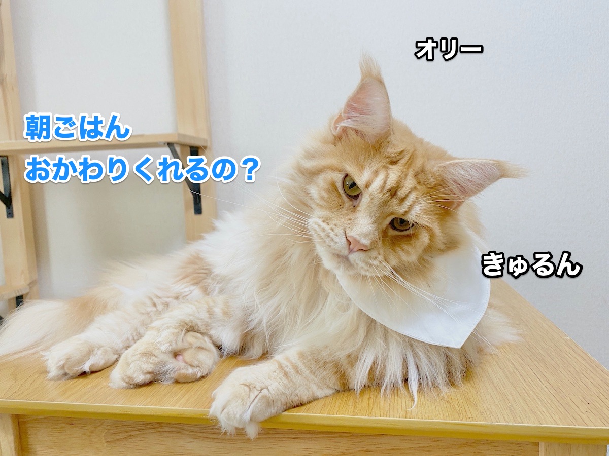 f:id:chikojirou:20200805205903j:plain
