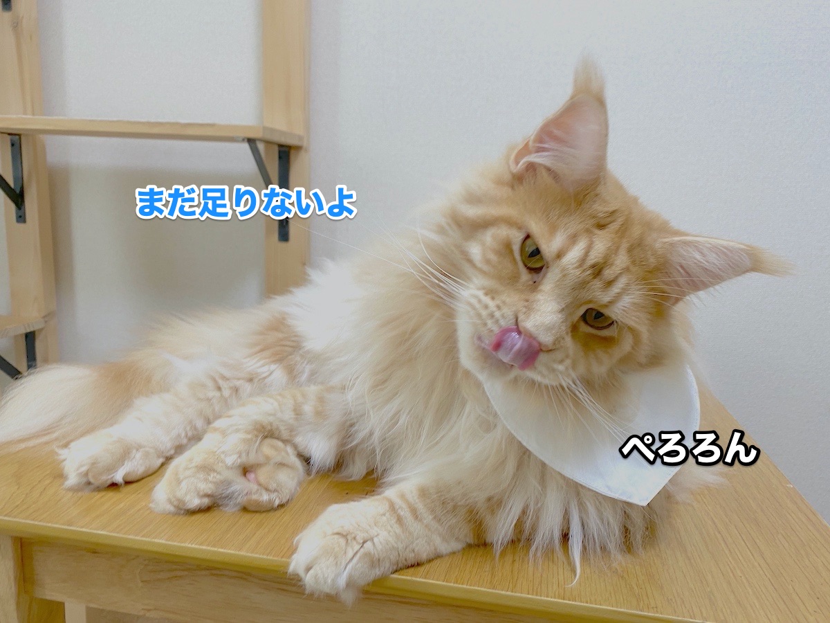 f:id:chikojirou:20200805205906j:plain
