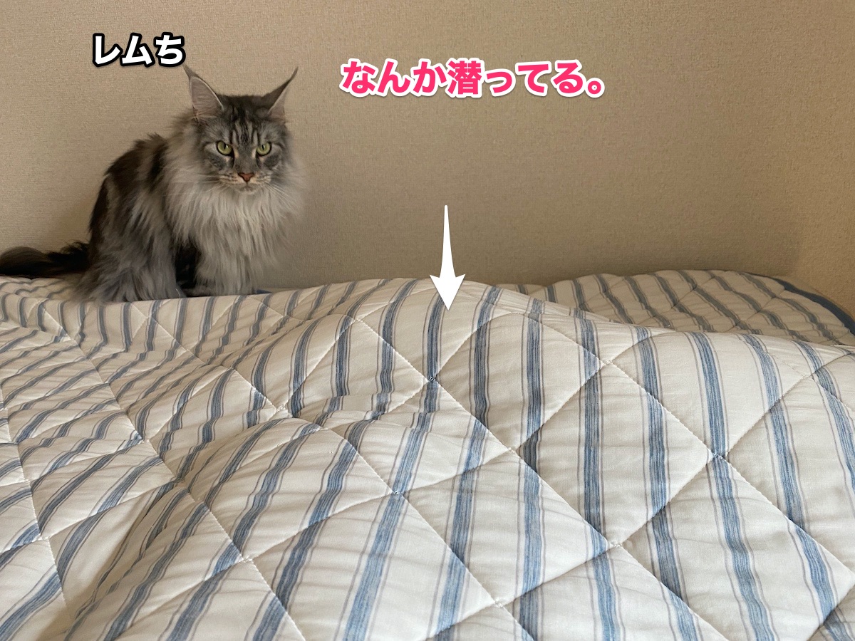 f:id:chikojirou:20200805205910j:plain