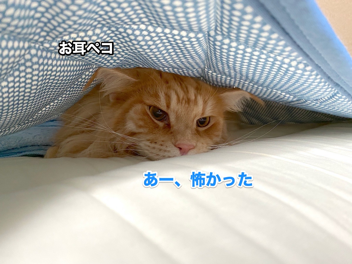 f:id:chikojirou:20200805205913j:plain