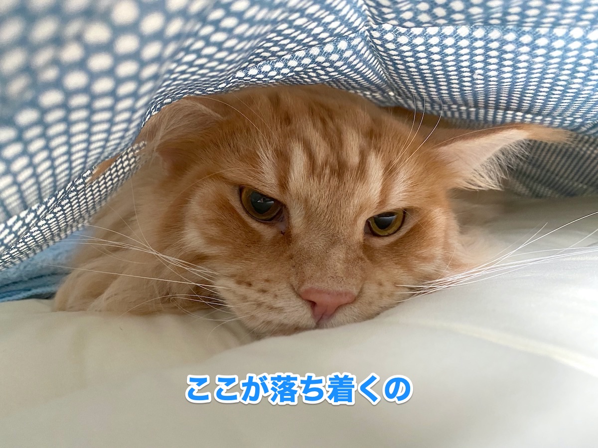 f:id:chikojirou:20200805205922j:plain
