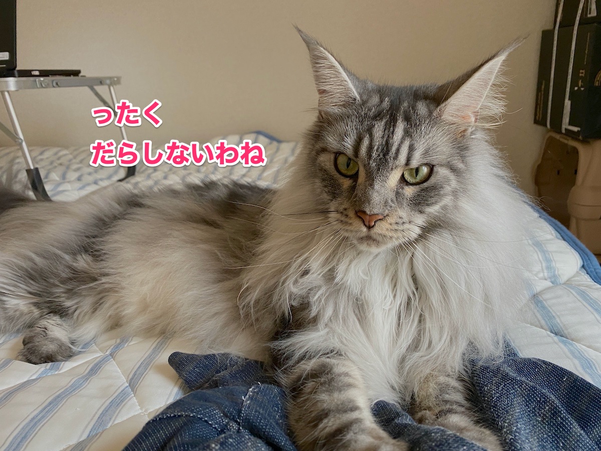 f:id:chikojirou:20200805205926j:plain