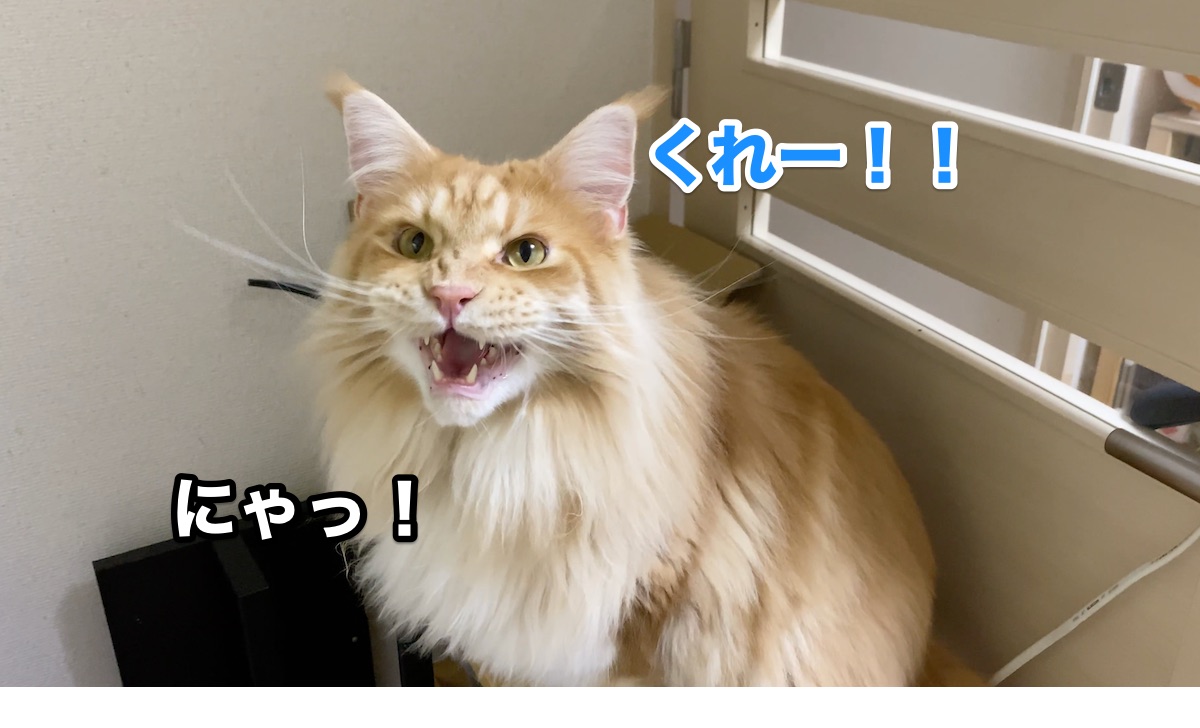 f:id:chikojirou:20200805205929j:plain