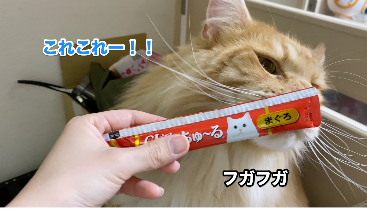 f:id:chikojirou:20200805205932j:plain