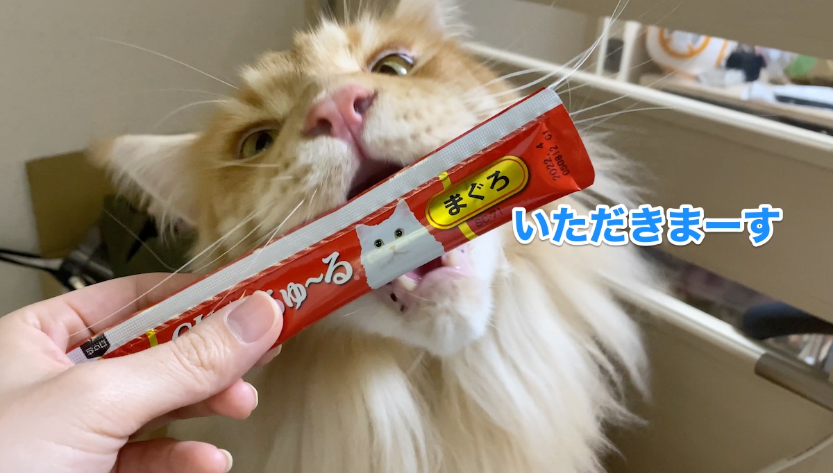 f:id:chikojirou:20200805205935j:plain