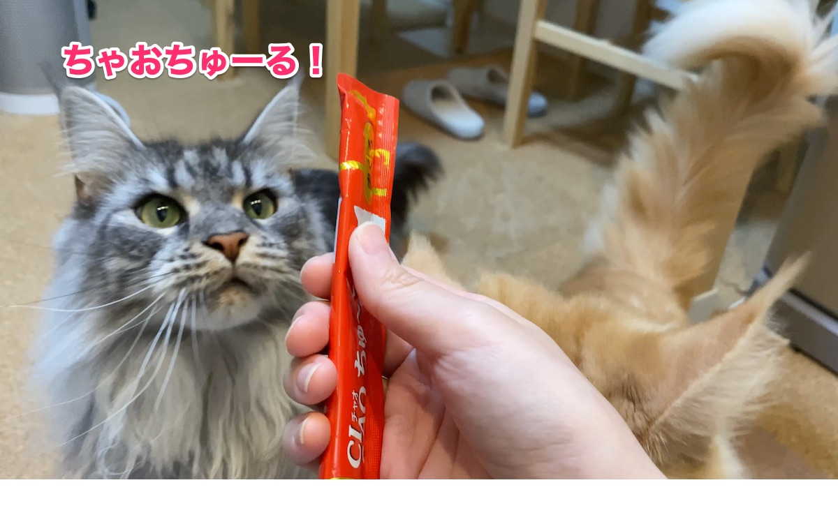 f:id:chikojirou:20200805205944j:plain