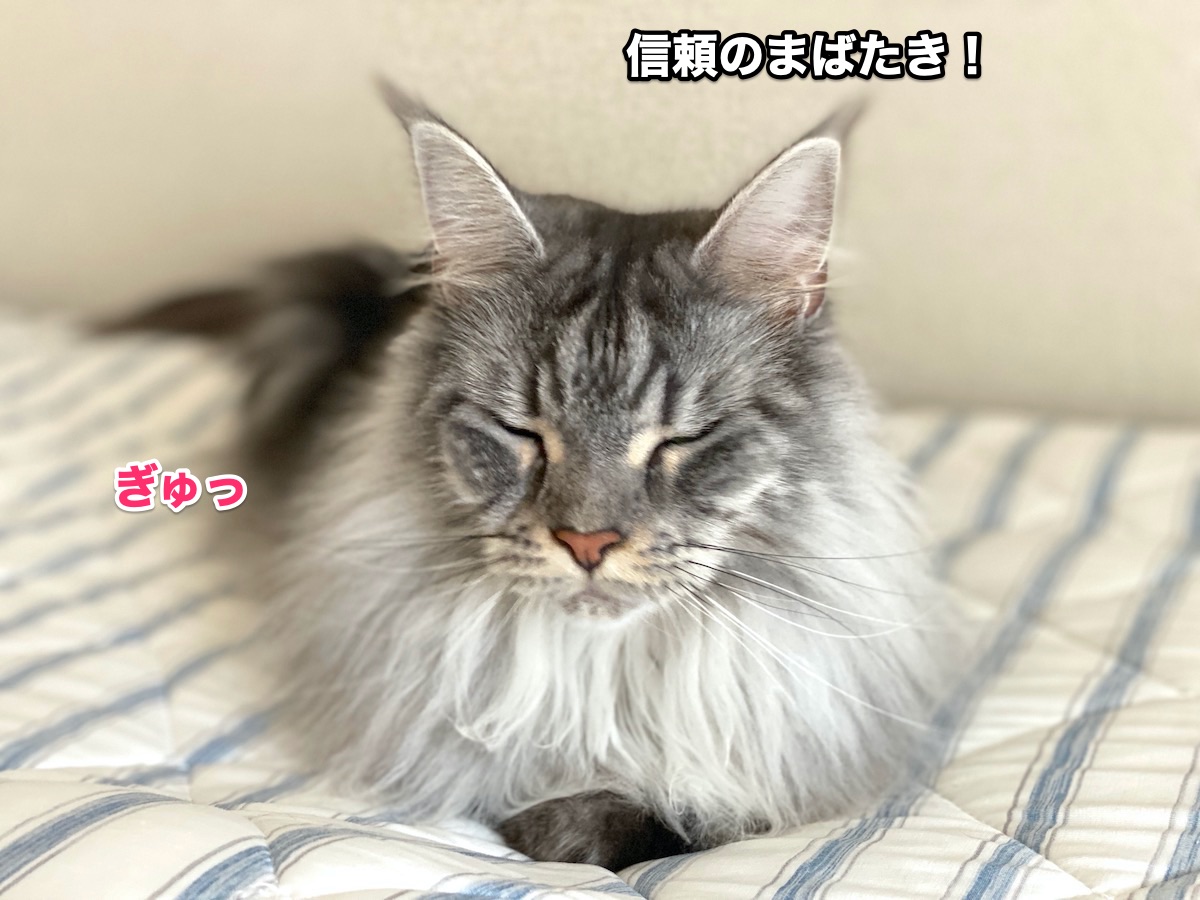 f:id:chikojirou:20200806201346j:plain