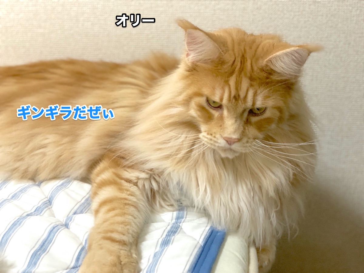f:id:chikojirou:20200806201350j:plain