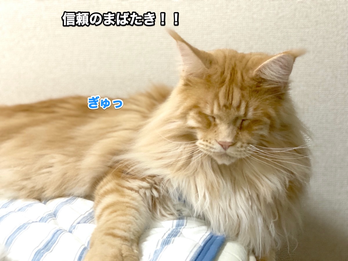 f:id:chikojirou:20200806201353j:plain
