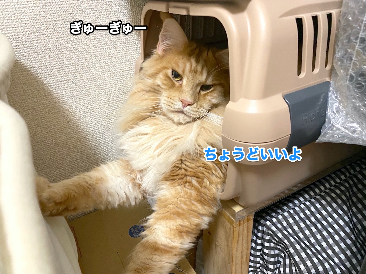 f:id:chikojirou:20200806201401j:plain