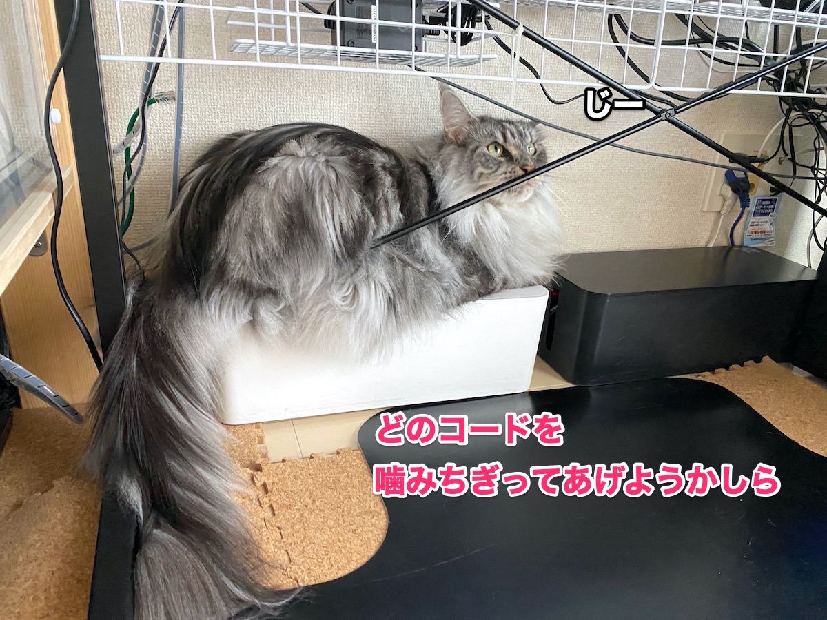 f:id:chikojirou:20200806201404j:plain