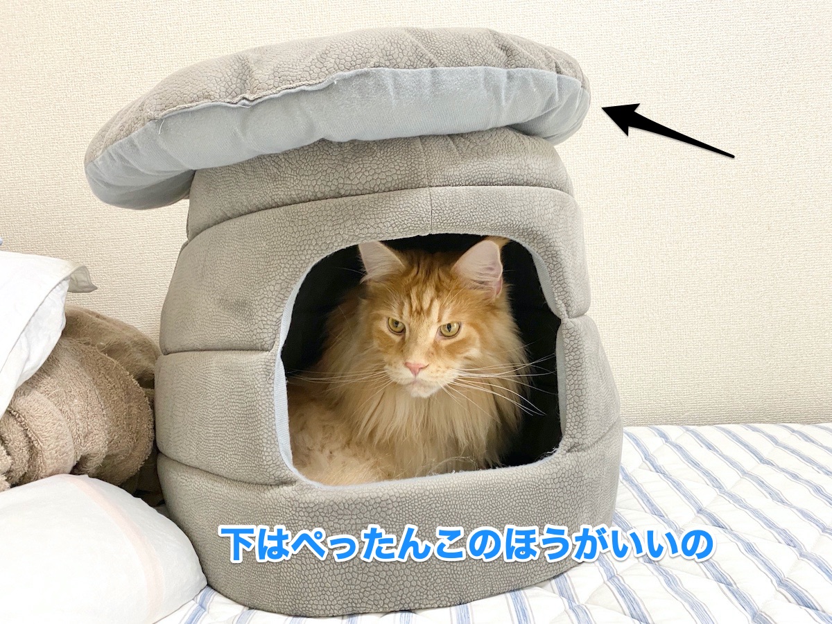 f:id:chikojirou:20200808203331j:plain f:id:chikojirou:20200808203331j:plain