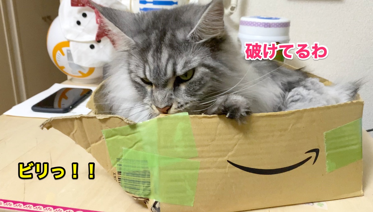 f:id:chikojirou:20200808203338j:plain f:id:chikojirou:20200808203338j:plain