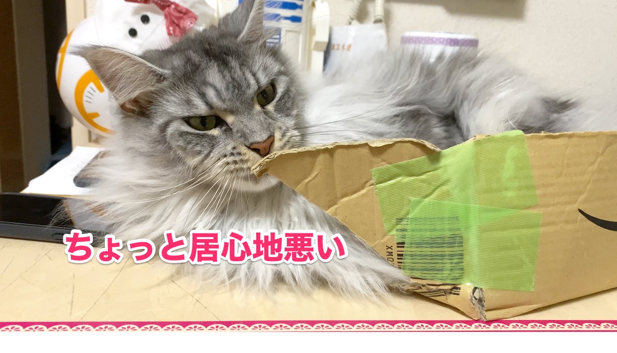f:id:chikojirou:20200808203343j:plain f:id:chikojirou:20200808203343j:plain