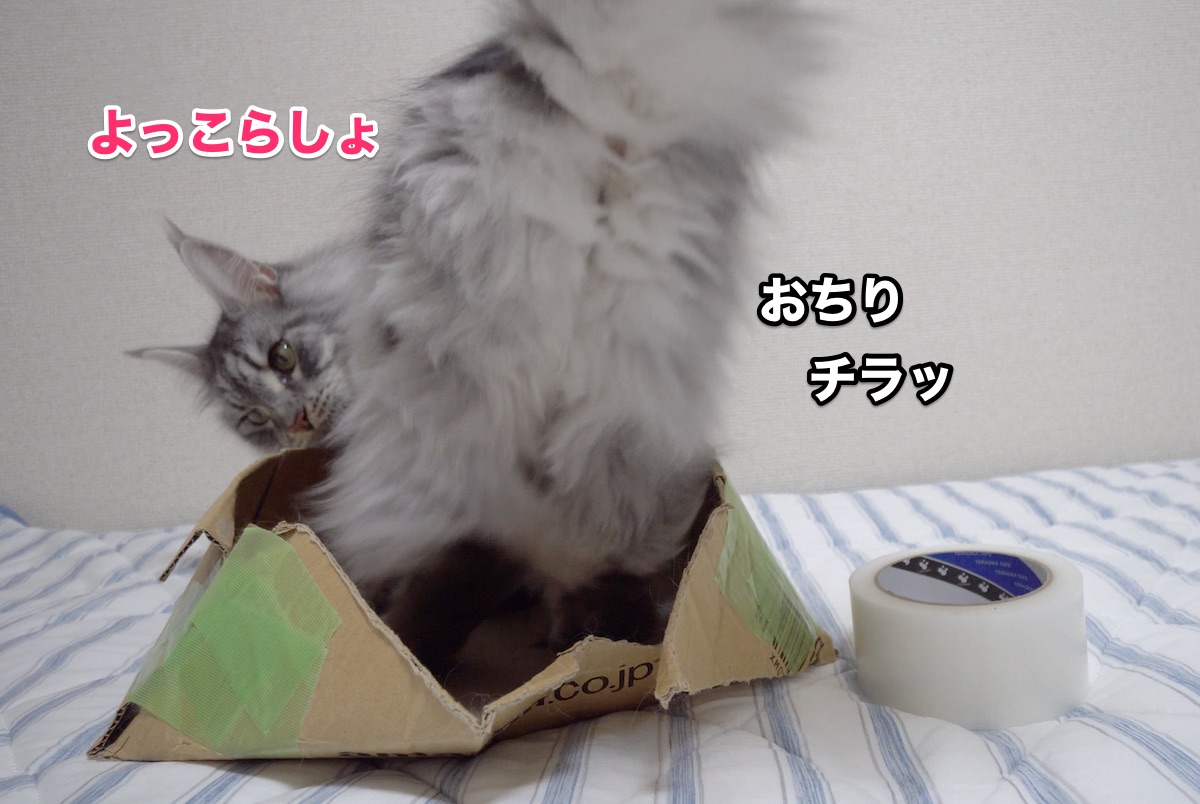 f:id:chikojirou:20200808203356j:plain f:id:chikojirou:20200808203356j:plain