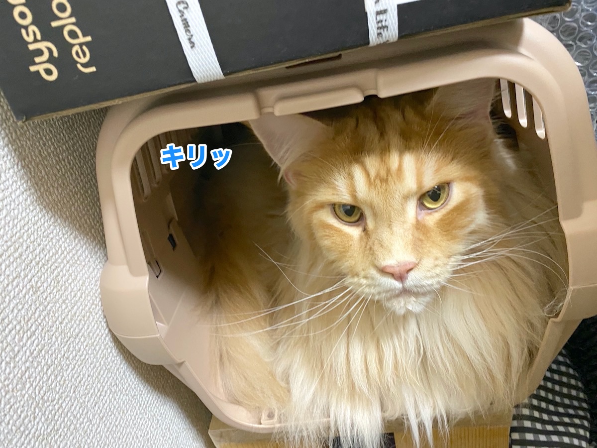 f:id:chikojirou:20200808203404j:plain f:id:chikojirou:20200808203404j:plain