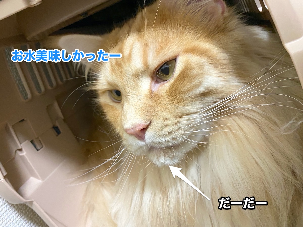 f:id:chikojirou:20200808203407j:plain f:id:chikojirou:20200808203407j:plain