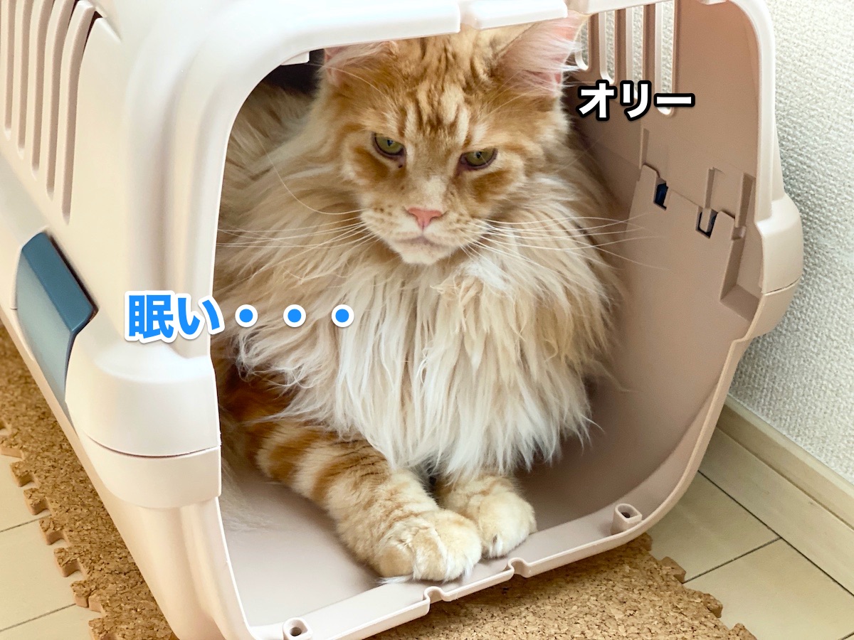 f:id:chikojirou:20200810204713j:plain