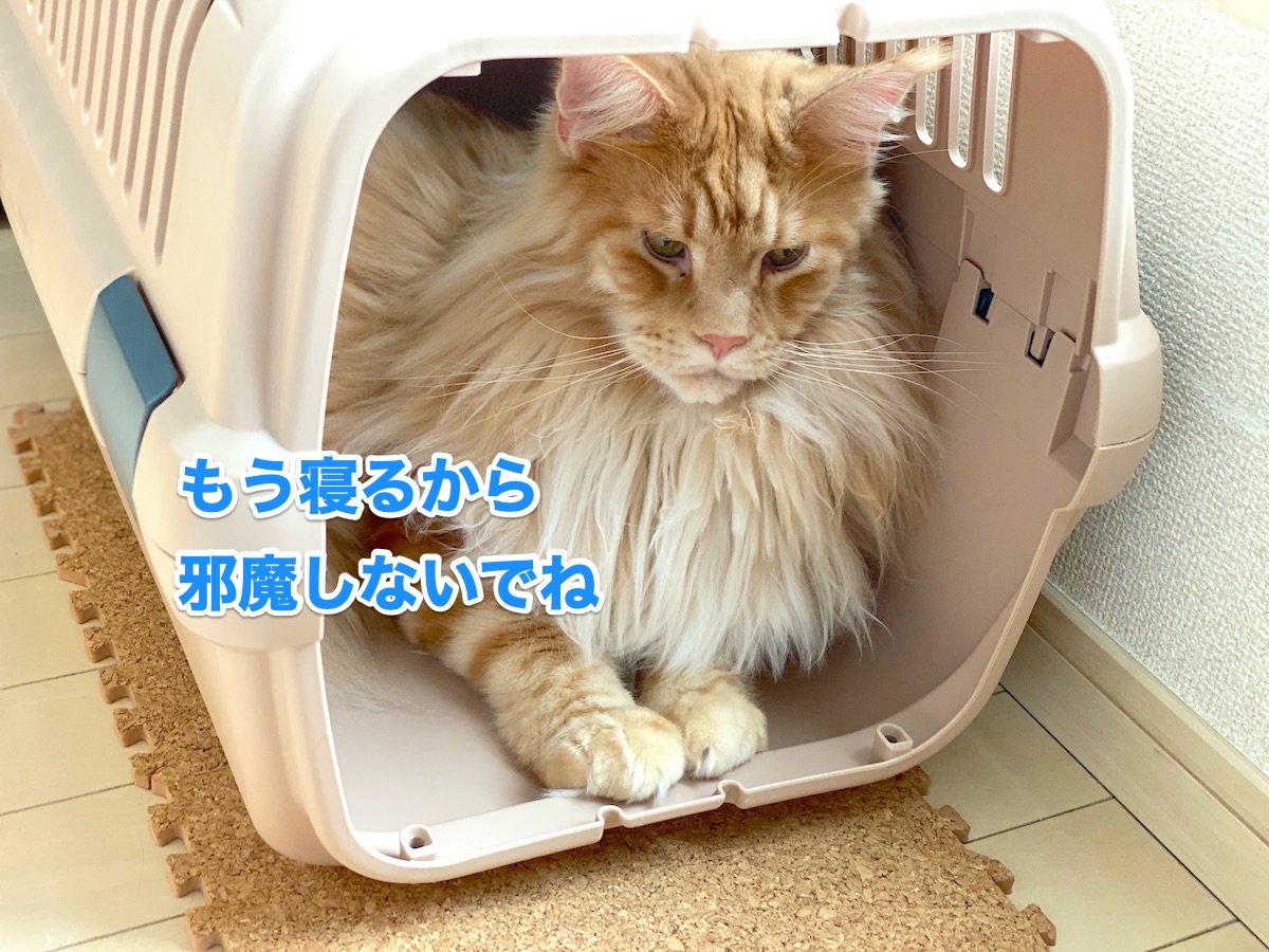 f:id:chikojirou:20200810204717j:plain