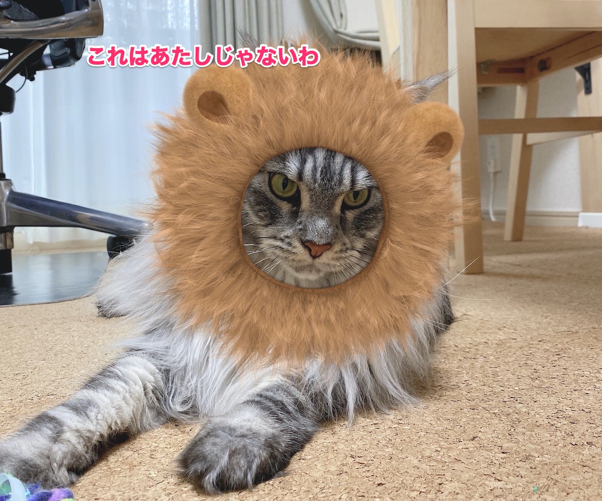 f:id:chikojirou:20200810204746j:plain