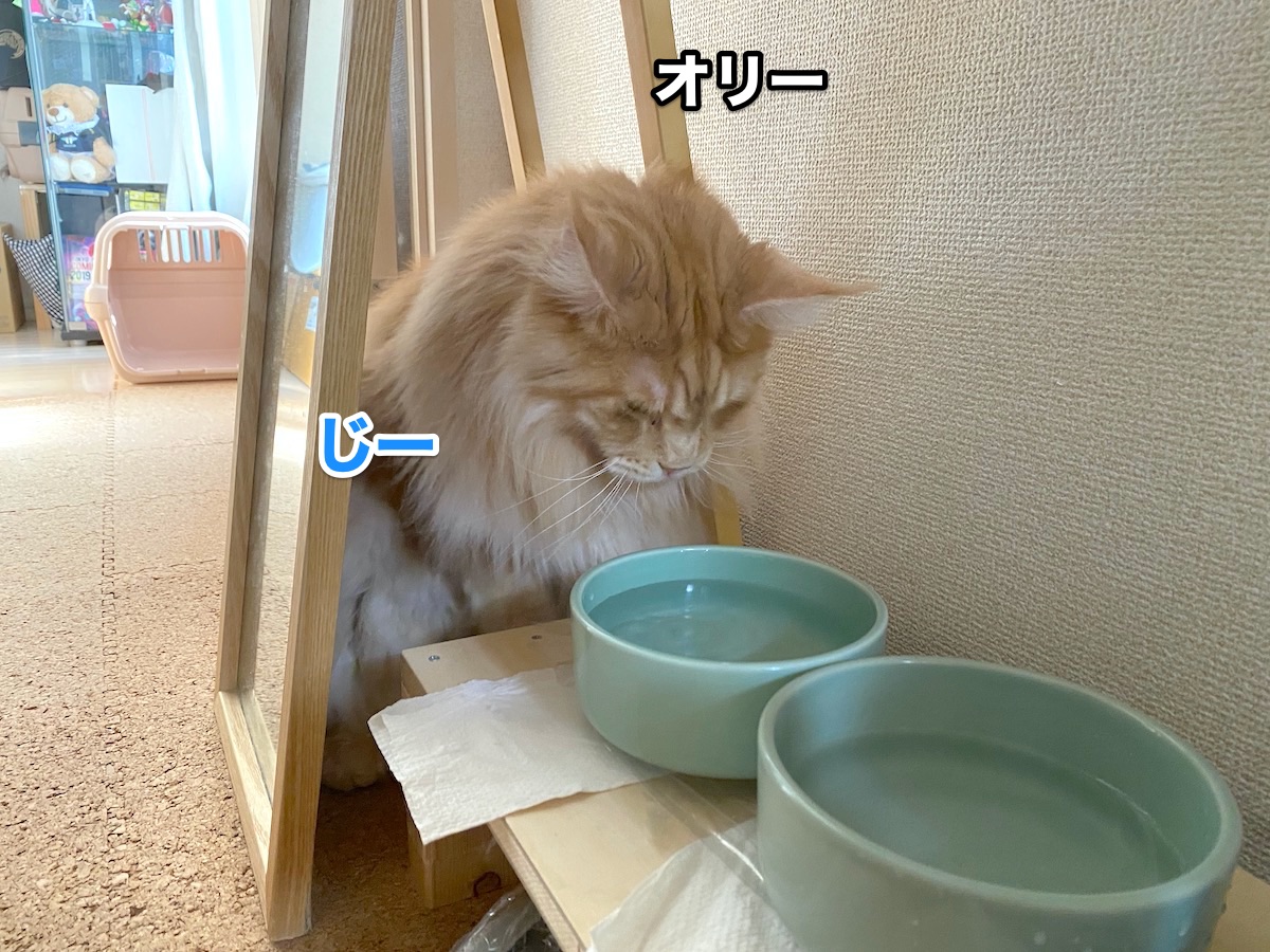 f:id:chikojirou:20200811204725j:plain
