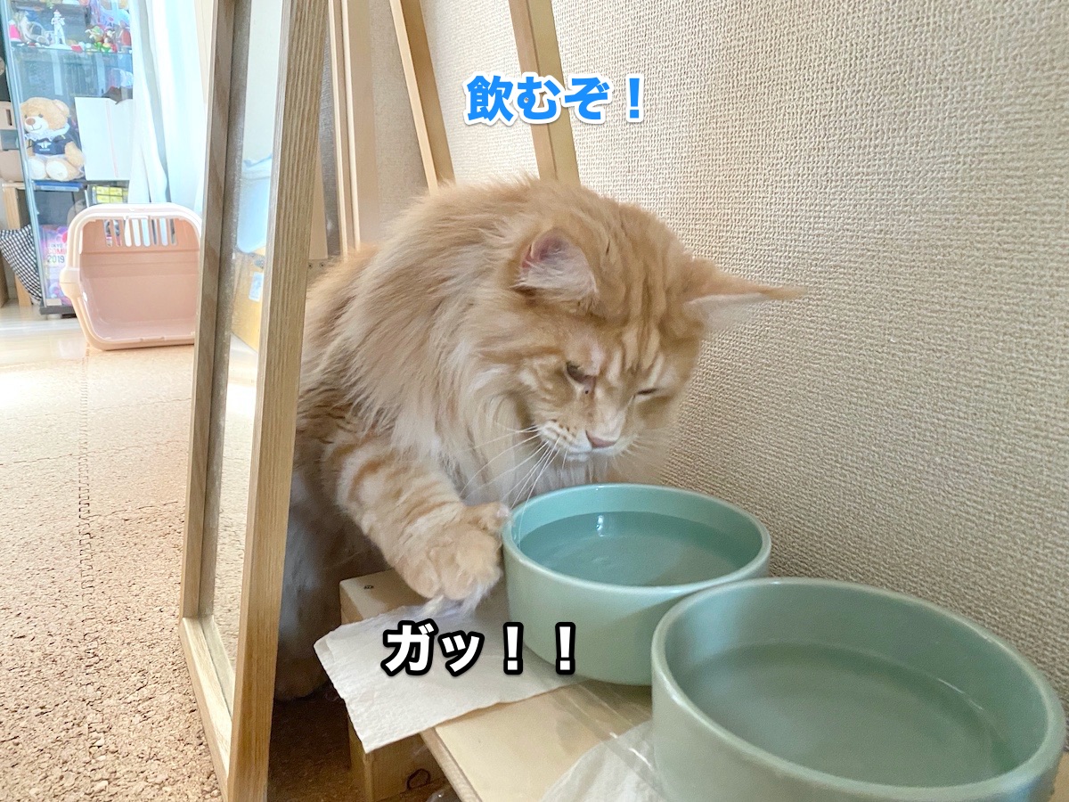 f:id:chikojirou:20200811204729j:plain